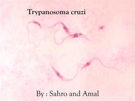 Trypanosoma cruzi By : Sahro and Amal.