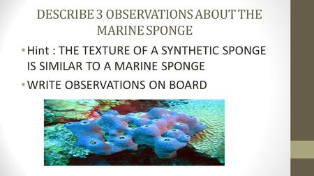 DESCRIBE 3 OBSERVATIONS ABOUT THE MARINE SPONGE