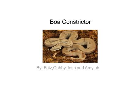 Boa Constrictor By: Faiz,Gabby,Josh and Amyiah. Facts The boa constrictors hunt at night. They attack at night. They squeeze their prey. They swallow.