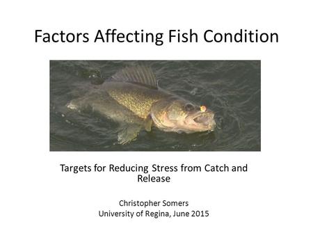 Factors Affecting Fish Condition Targets for Reducing Stress from Catch and Release Christopher Somers University of Regina, June 2015.