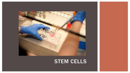 STEM CELLS.  Where do the different cells and tissues in your body come from?  Incredible as it seems, every cell was produced by mitosis from a small.