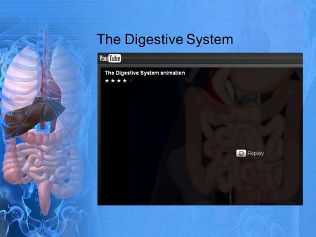 The Digestive System. Chapter 3 Lesson 3 The Digestive System.