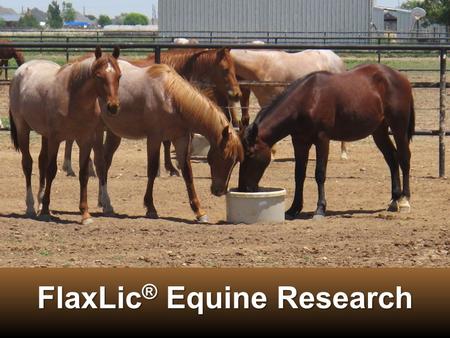 FlaxLic ® Equine Research. Dr. Gregg VeneklasenDr. Gregg Veneklasen Timber Creek Veterinary Hospital, Canyon, TXTimber Creek Veterinary Hospital, Canyon,