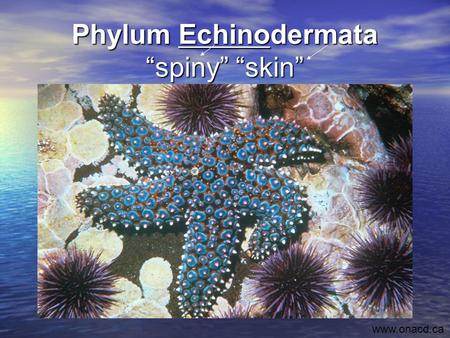 Phylum Echinodermata “spiny” “skin”