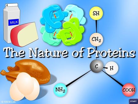 © SSER Ltd.. The significance of proteins cannot be over-emphasised, since they are intimately connected with all phases of the chemical and physical.