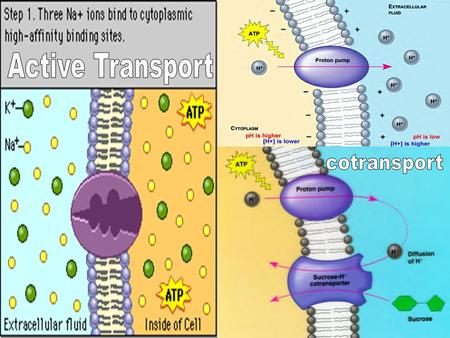 The Membrane Plays a Key Role in a Cell’s Response to Environmental Signals Cells can respond to many signals if they have a specific receptor.