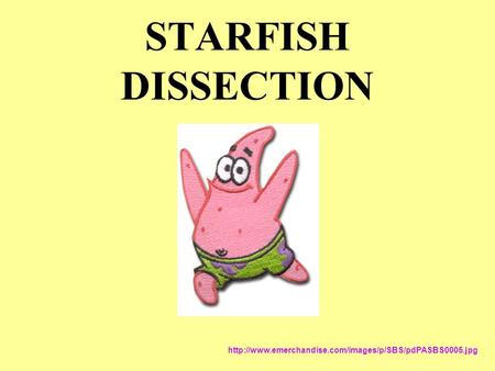 STARFISH DISSECTION http://www.emerchandise.com/images/p/SBS/pdPASBS0005.jpg.