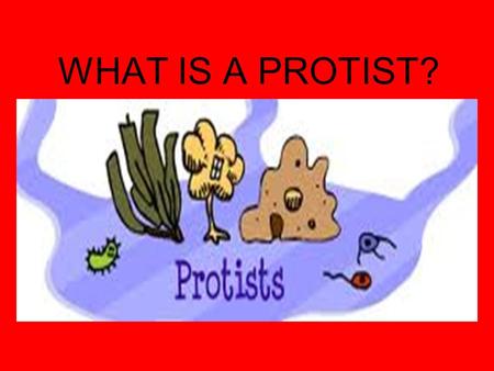 WHAT IS A PROTIST?. MOST ARE UNICELLULAR! ALL PROTISTS ARE EUKARYOTES, THAT IS THEY HAVE A NUCLEUS. THEY LIVE IN A MOIST ENVIRONMENT.