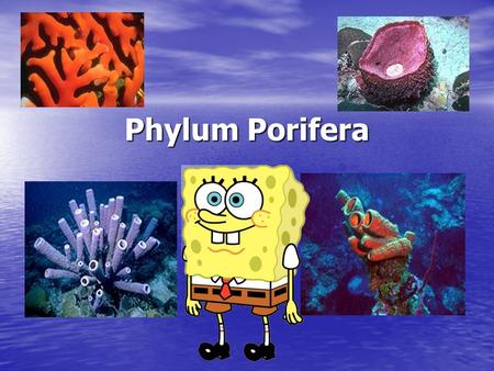 Phylum Porifera A.K.A.Sponges. Sponges are an animal?? Yes, they are!!! Yes, they are!!! Sessile- sponges do not move; anchored to one place (rock or.