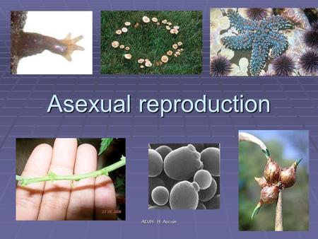 Asexual reproduction ADJH- H. Aucoin. How do cells make new cells What happens when you cut a worm in half? Why do you think you can grow new skin over.
