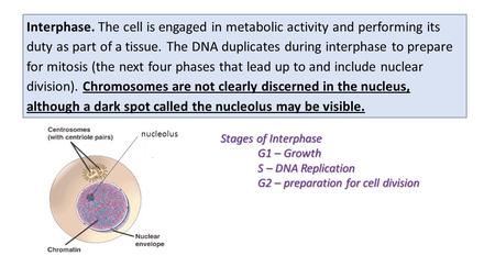Interphase. The cell is engaged in metabolic activity and performing its duty as part of a tissue. The DNA duplicates during interphase to prepare for.