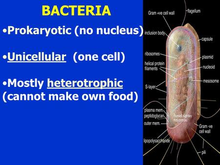 BACTERIA Prokaryotic (no nucleus) Unicellular (one cell) Mostly heterotrophic (cannot make own food)