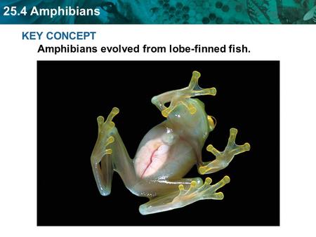 KEY CONCEPT  Amphibians evolved from lobe-finned fish.