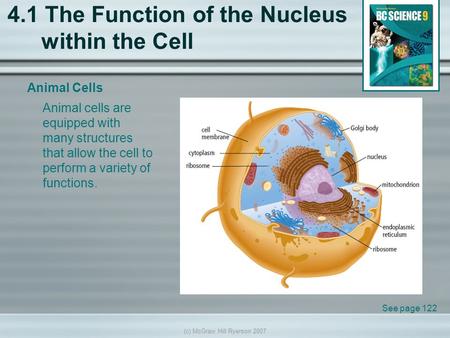 (c) McGraw Hill Ryerson 2007 4.1 The Function of the Nucleus within the Cell Animal Cells See page 122 Animal cells are equipped with many structures that.