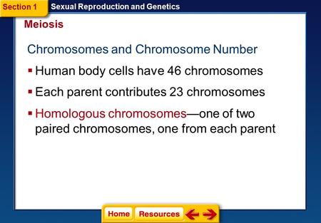  Human body cells have 46 chromosomes Meiosis Sexual Reproduction and Genetics  Each parent contributes 23 chromosomes Section 1  Homologous chromosomes—one.