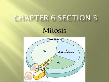 Mitosis.  During mitosis, the chromatids on each chromosome are physically moved to opposite sides of the dividing cell with help of the spindle fibers.