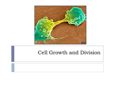 Cell Growth and Division. The Cell Cycle  The cycle of growth, DNA synthesis, and division is essential for an organism to grow and heal.  If it goes.