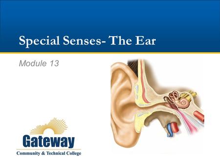 Special Senses- The Ear