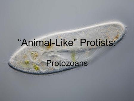 “Animal-Like” Protists: Protozoans. “Animal-like” Protists: Protozoans Kingdom Protista Four phyla of “animal-like” protists differentiated by locomotion.