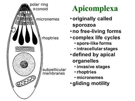Apicomplexa originally called sporozoa no free-living forms