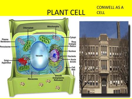PLANT CELL CONWELL AS A CELL. CELL MEMBRANE INTERIOR WALLS- SUPPORTS OUTERMOST LAYER AND THAT’S WHAT THE CELL MEMBRANE DOES.