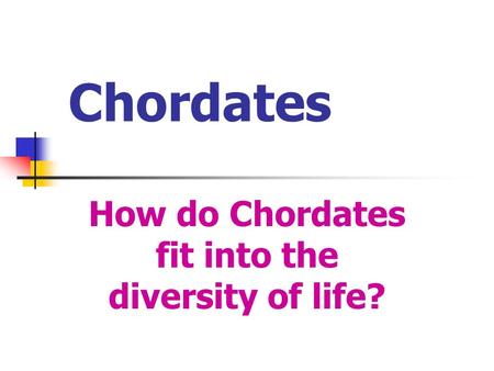 Chordates How do Chordates fit into the diversity of life?