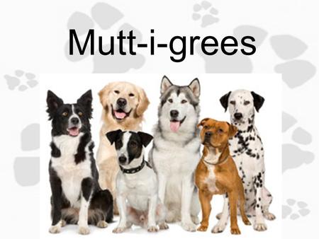 Mutt-i-grees 1.3 Get a Compliment, Give a Compliment Objective: Today you will identify personal traits/characteristics that you like about yourself.