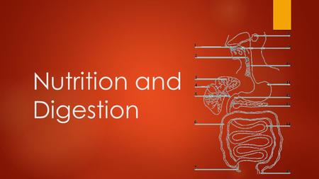 Nutrition and Digestion. The importance of microflora in digestion: