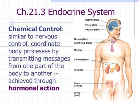 Ch.21.3 Endocrine System Chemical Control: similar to nervous control, coordinate body processes by transmitting messages from one part of the body to.