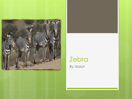 Zebra By: Scout. Location  Area From: Eastern and Southern Africa  Habitat: Grasslands and semi-deserts.