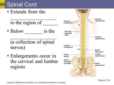 Copyright © 2006 Pearson Education, Inc., publishing as Benjamin Cummings Spinal Cord  Extends from the __________________ to the region of ______  Below.