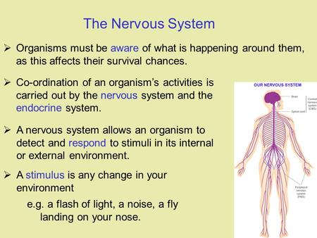  Organisms must be aware of what is happening around them, as this affects their survival chances. The Nervous System  A nervous system allows an organism.