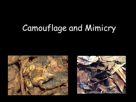 Camouflage and Mimicry. Camouflage Have you ever wondered why animals have spots, strips, or certain colors? Sometimes an animal’s colors can be a difference.