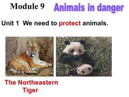 The Northeastern Tiger Module 9 Unit 1 We need to protect animals.