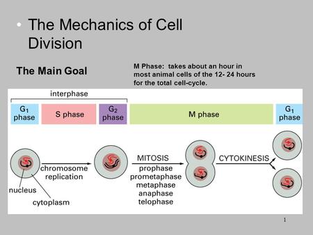 The Mechanics of Cell Division