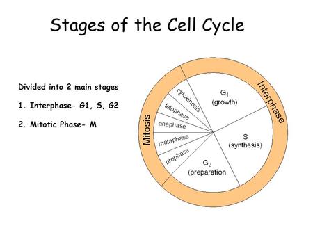 Stages of the Cell Cycle