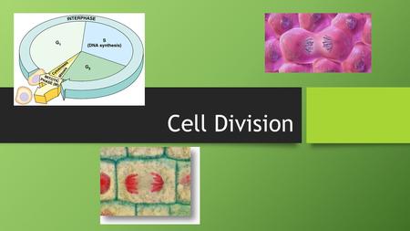 Cell Division Cell division Biology is the only subject in which multiplication is the same as division.