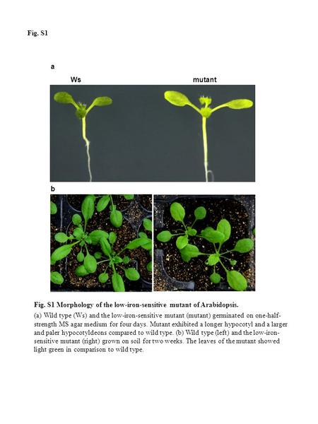 Wsmutant a b Fig. S1 Morphology of the low-iron-sensitive mutant of Arabidopsis. (a) Wild type (Ws) and the low-iron-sensitive mutant (mutant) germinated.