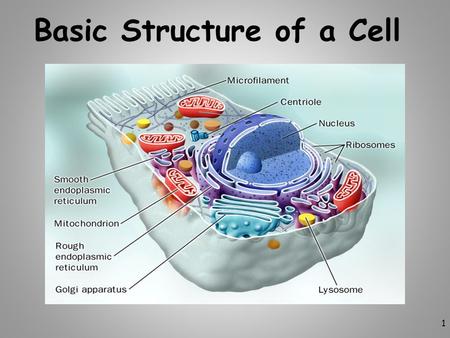 1 Basic Structure of a Cell. 2 Review Facts About Living Things.