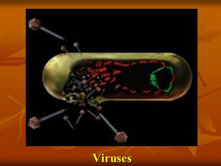 Viruses. Bacteriophage: Virus that infect a bacteria Protein coat that surrounds the RNA or DNA Contains DNA or RNA.