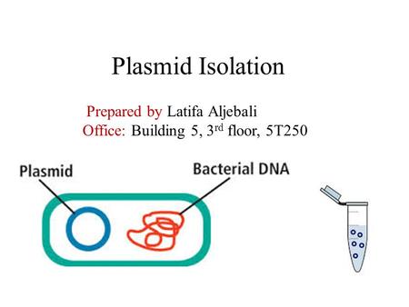 Plasmid Isolation Prepared by Latifa Aljebali Office: Building 5, 3 rd floor, 5T250.