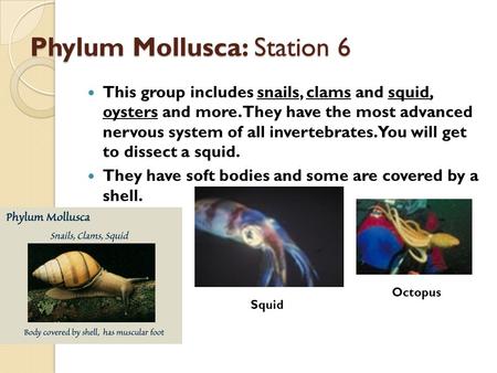 Phylum Mollusca: Station 6 This group includes snails, clams and squid, oysters and more. They have the most advanced nervous system of all invertebrates.