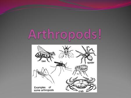 ZOO115 Invertebrate Zoology - ppt download