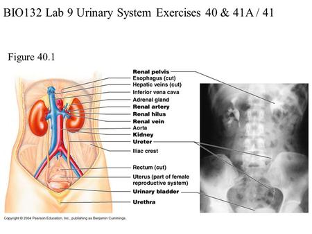 BIO132 Lab 9 Urinary System Exercises 40 & 41A / 41