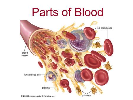 Parts of Blood. Red Blood Cells Red blood cells have the important job of bringing oxygen and nutrients to all the cells in the body.