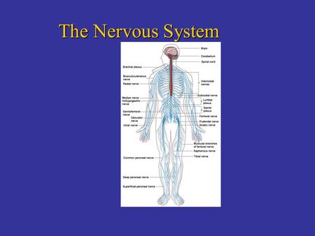 The Nervous System. Brain Teaser 815 14 9 1 6 3 Which number comes next in the sequence? 4,7,10 or 12 ? 12 alphabetical order.