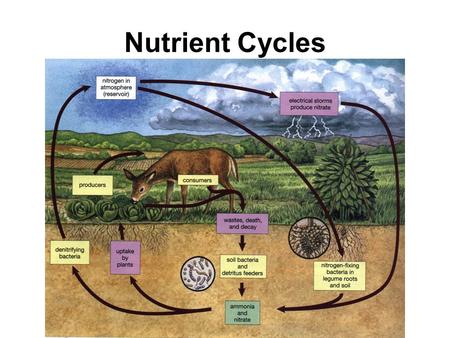 Nutrient Cycles. Nutrients are _________ that are essential to ______ organisms and that are cycled through the ecosystem There are four major nutrient.