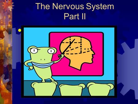 The Nervous System Part II  Cerebrum  Largest part of the brain  CEREBRAL CORTEX – layer of gray matter that covers the upper and lower surfaces of.
