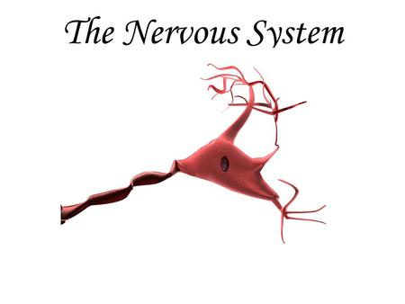 The Nervous System. Central vs. Peripheral There are two main divisions with the nervous system: –Central Nervous System (CNS) –Peripheral Nervous System.