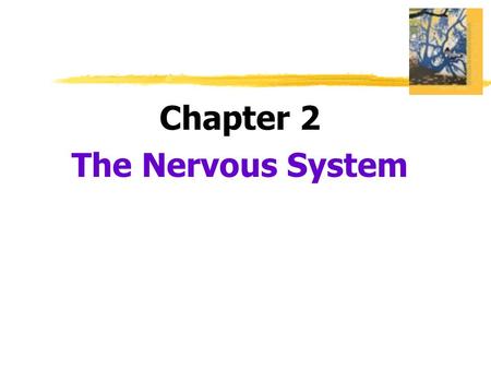 Chapter 2 The Nervous System.  Nervous System  the body’s speedy, electrochemical communication system  consists of all the nerve cells of the peripheral.